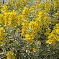 357. Lysimachia	punctata 	Alexander 	I	0,73<br />примерно 52р<br /><br />gev09<br />gev09<br />gev09<br />gev09