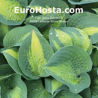 240. Хоста Lakeside Shoremaster 1,96<br />примерно 137р<br /><br />Klaris