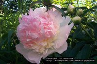 359. Пион Paeonia		Raspberry Sundae	02/03	2,83<br />примерно 199р<br /><br />Klaris<br />belta