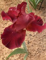 IMG_20130624_214855.jpg