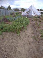 Свитанок Киевский. Заявлен,как сорт устойчивый к фитофторе.<br />Что подтверждается.