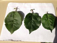 IMG_7432.JPG