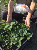 В таких ящиках рассада в стаканах растёт. Уже готова к посадке.
