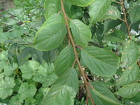DSC05751.JPG