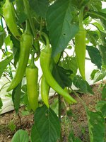 20170819_151513.jpg
