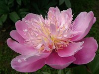 IMG_20130626_012648.jpg