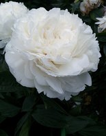 IMG_20130626_013022.jpg
