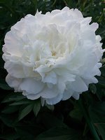IMG_20130626_103529.jpg