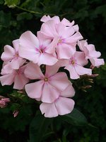 IMG_20130626_130716.jpg