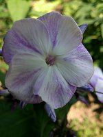 IMG_20130626_130822.jpg