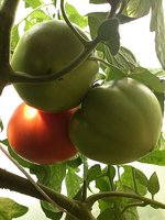 IMG_20130626_172701.jpg