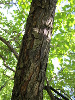 IMG_3448.JPG