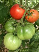 IMG_20130626_172734.jpg