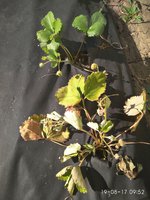 IMG_20170819_095236-1.jpg