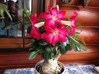 IMG_7477.JPG (1.85 МБ) 6998 просмотров У меня тоже цветёт сейчас.