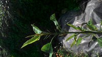 P_20170822_111351_HDR.jpg