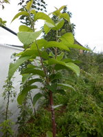 P1010003.JPG