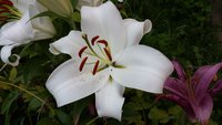 20170818_191821.jpg