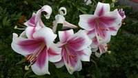 20170818_191725.jpg