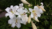 20170818_191712.jpg