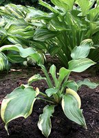 IMG_20130627_133844.jpg