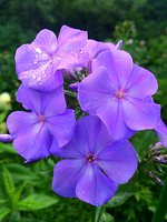 IMG_20130627_210113.jpg