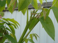 DSC04637.JPG