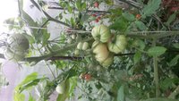 Розовый гигант - 3ья кисть