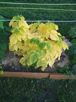 IMG_20170701_214550.jpg