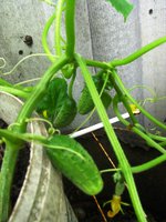IMG_4130.JPG