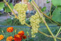 IMG_8765.jpg