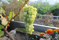 IMG_8767.jpg