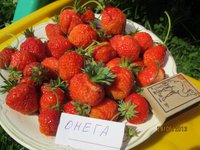 Онега IMG_0295.JPG