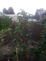 IMG_20170818_193731.jpg