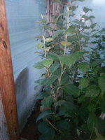 IMG_20170818_195055.jpg