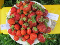 Кармен  IMG_0299.JPG