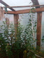 IMG_20170818_195039.jpg
