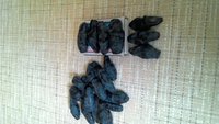 Югана, первое плодоношение, очень понравился размер и вкус. Хороший прирост в этом сезоне. Нарезала черенков, укореняются. ))