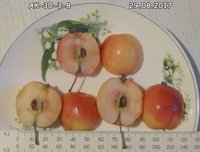 DSC03522.jpg