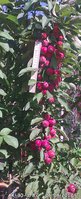 Фото0539.jpg
