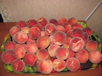 IMG_0047.JPG