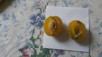 Ренклод Купавинский на разрез