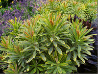 345. Euphorbia	martinii	Ascot Rainbow ® 1,74<br />примерно 122р<br /><br /><br />Оксана