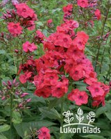 365. Phlox	paniculata	Juliglut	I	0,57<br />примерно 43р<br /><br />gev09<br />gev09<br />gev09<br />ЕЛЕНА М 76