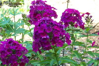 366. Phlox	paniculata	Nicky	I	0,57<br />примерно 43р<br /><br />gev09<br />gev09