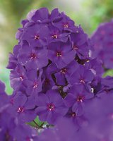 367. Phlox	paniculata	The King	I	0,57<br />примерно 43р<br /><br />gev09<br />gev09<br />ЕЛЕНА М 76<br />Наталья Л.