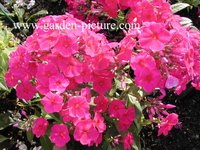 368. Phlox	paniculata	Kirchenfürst	I	0,57<br />примерно 43р<br /><br />gev09<br />gev09