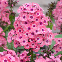 370. Phlox	paniculata	Larissa 0,89<br />примерно 67р<br /><br />Badina<br />ЕЛЕНА М 76--2 шт