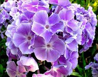 371.Phlox	paniculata	Miss Kelly	I	0,57<br />примерно 43р<br /><br />Badina<br />ЕЛЕНА М 76