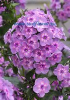 372. Phlox	paniculata	Rainbow Dancer 0,89<br />примерно 67р<br /><br />Badina<br />ЕЛЕНА М 76